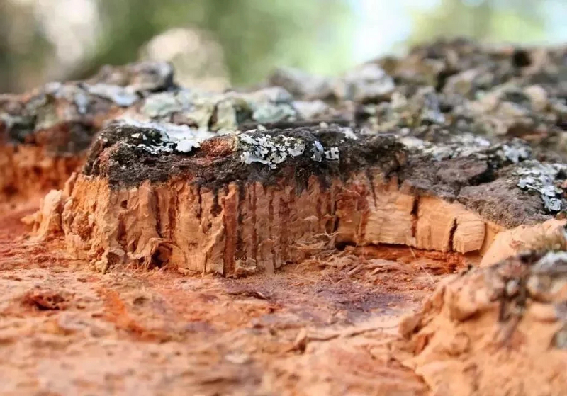 軟木，源于自然的環保地板 圖片5